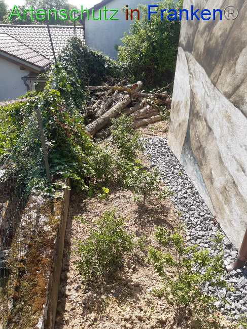 © Artenschutz in Franken® Bild zum Eintrag (1086043-160)