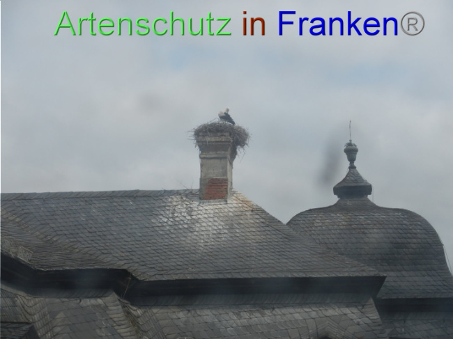 © Artenschutz in Franken® Bild zum Eintrag (1086159-160)