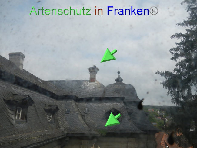 © Artenschutz in Franken® Bild zum Eintrag (1086160-160)