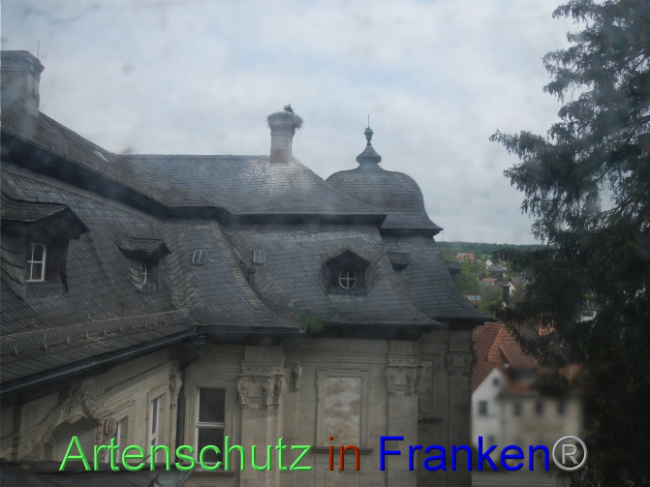© Artenschutz in Franken® Bild zum Eintrag (1086162-160)