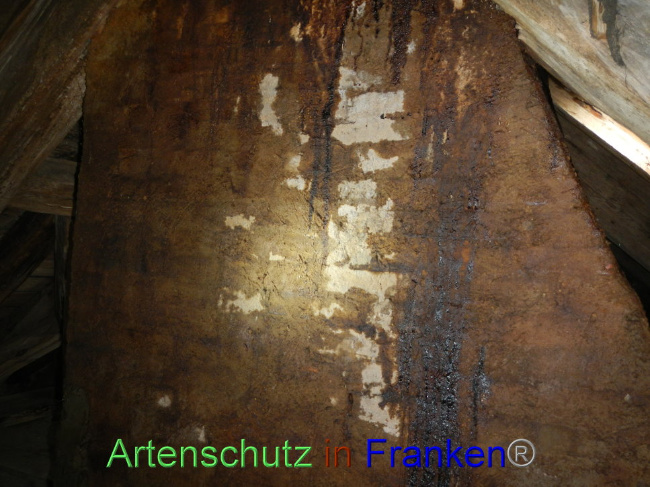 © Artenschutz in Franken® Bild zum Eintrag (1086170-160)