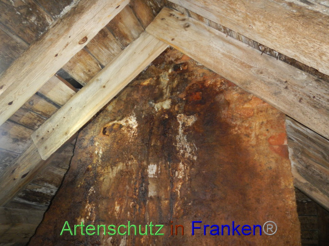 © Artenschutz in Franken® Bild zum Eintrag (1086173-160)