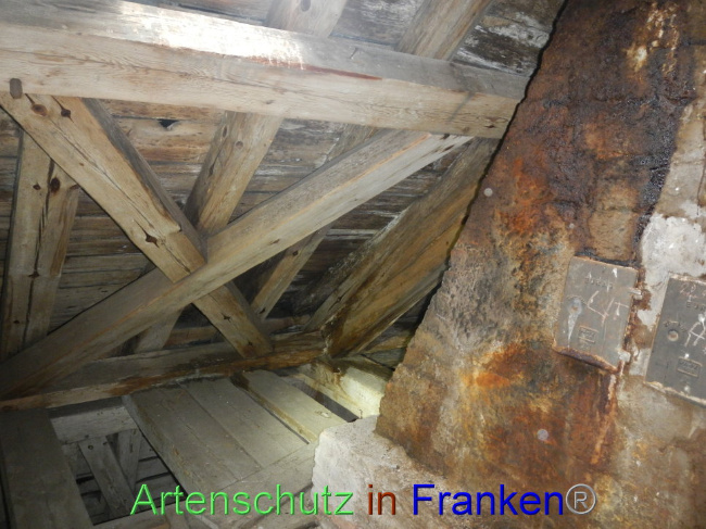 © Artenschutz in Franken® Bild zum Eintrag (1086174-160)