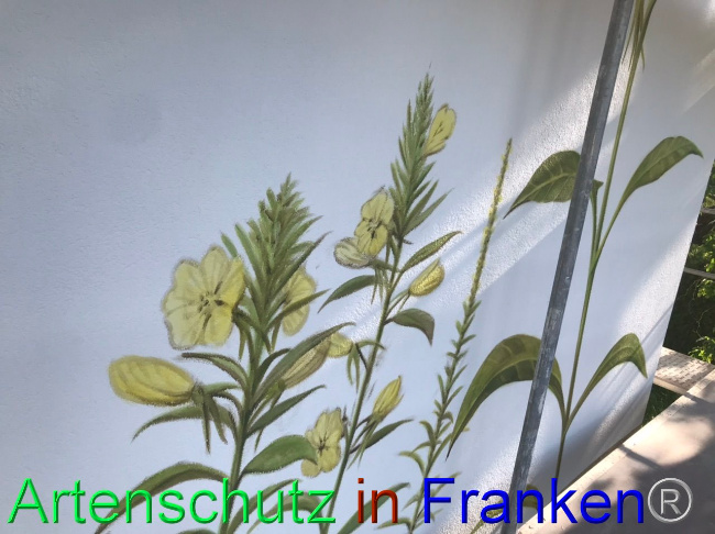 © Artenschutz in Franken® Bild zum Eintrag (1086628-160)