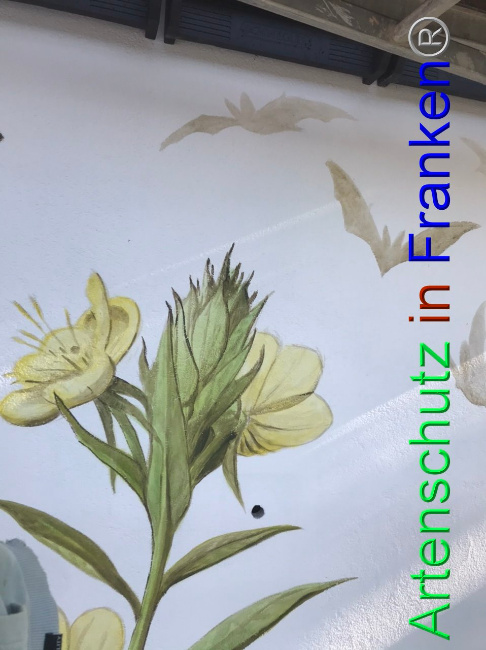 © Artenschutz in Franken® Bild zum Eintrag (1086629-160)