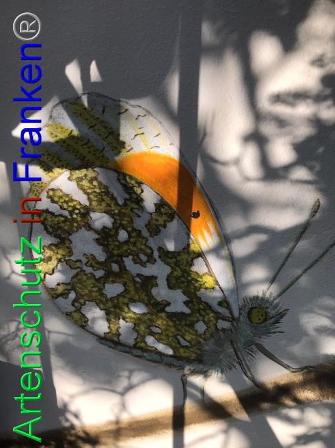 © Artenschutz in Franken® Bild zum Eintrag (1086630-160)
