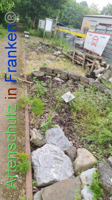 © Artenschutz in Franken® / Michael Sonfeld Bild zum Eintrag (1086731-160)