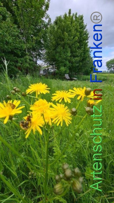 © Artenschutz in Franken® / Michael Sonfeld Bild zum Eintrag (1086735-160)