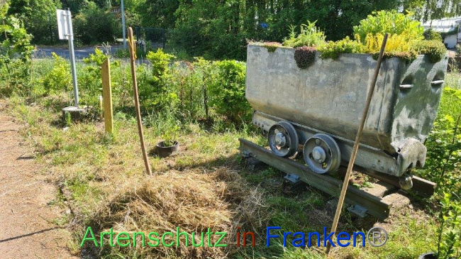 © Artenschutz in Franken® / Michael Sonfeld Bild zum Eintrag (1086739-160)