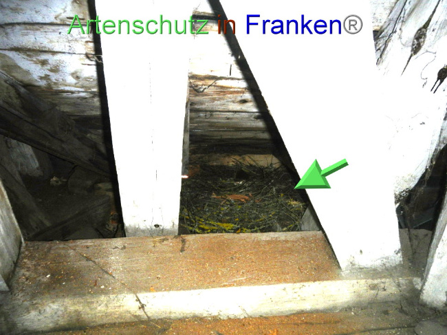 © Artenschutz in Franken® Bild zum Eintrag (1086841-160)