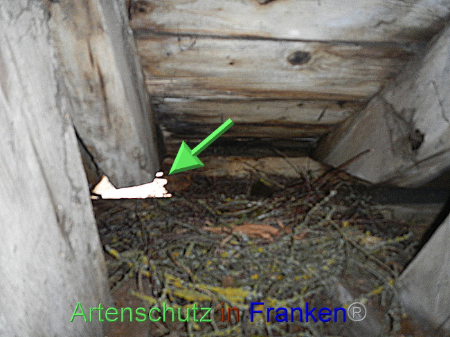 © Artenschutz in Franken® Bild zum Eintrag (1086842-160)