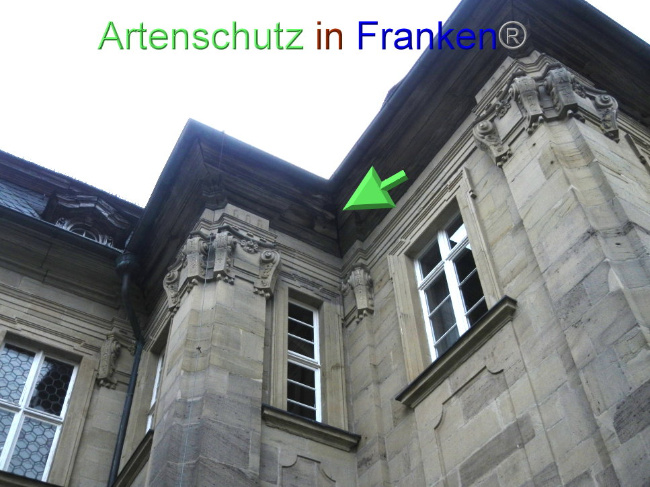 © Artenschutz in Franken® Bild zum Eintrag (1086850-160)