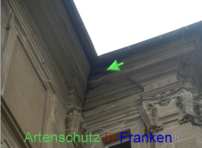© Artenschutz in Franken® Bild zum Eintrag (1086852-160)