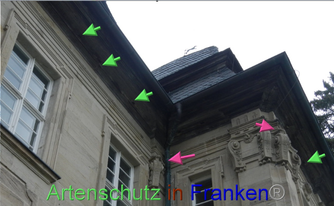 © Artenschutz in Franken® Bild zum Eintrag (1086860-160)