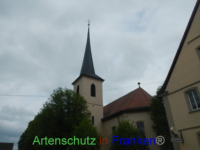 © Artenschutz in Franken® Bild zum Eintrag (1086863-160)