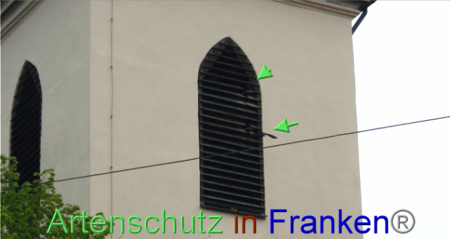 © Artenschutz in Franken® Bild zum Eintrag (1086865-160)