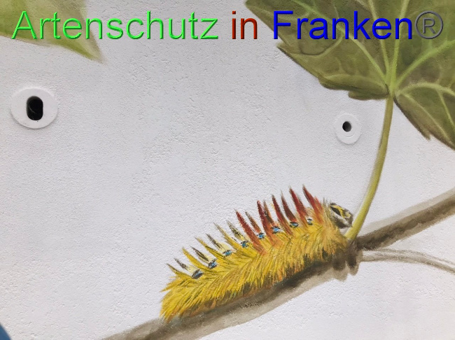 © Artenschutz in Franken® Bild zum Eintrag (1087191-160)