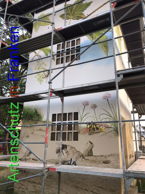 © Artenschutz in Franken® Bild zum Eintrag (1087213-160)