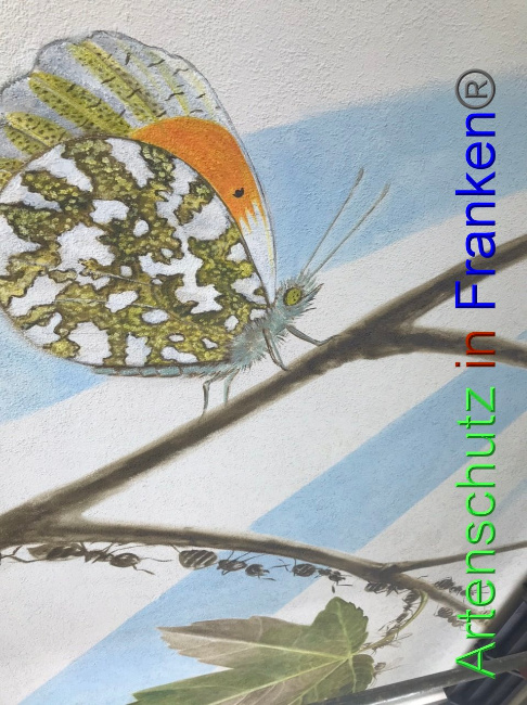 © Artenschutz in Franken® Bild zum Eintrag (1087214-160)