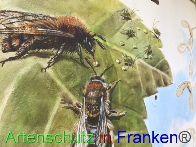 © Artenschutz in Franken® Bild zum Eintrag (1087215-160)