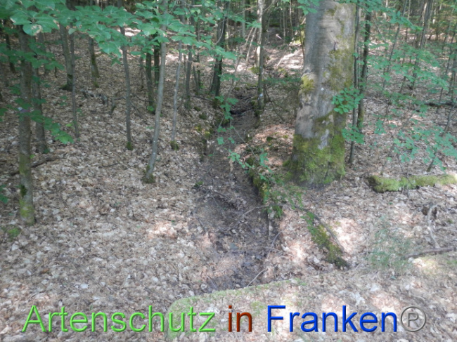 © Artenschutz in Franken® Bild zum Eintrag (1087405-160)