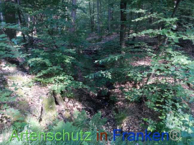 © Artenschutz in Franken® Bild zum Eintrag (1087406-160)