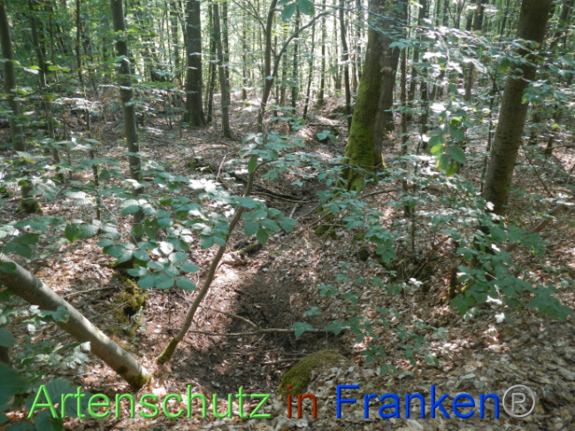 © Artenschutz in Franken® Bild zum Eintrag (1087407-160)