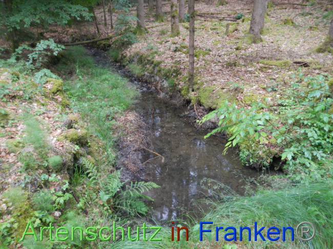© Artenschutz in Franken® Bild zum Eintrag (1087408-160)