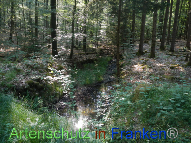© Artenschutz in Franken® Bild zum Eintrag (1087411-160)