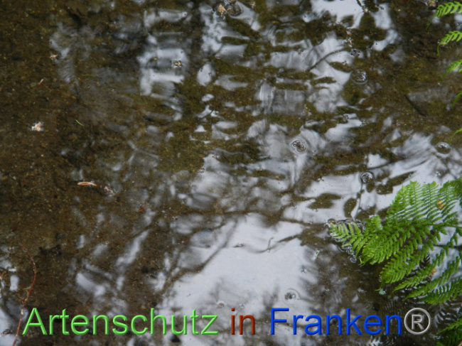 © Artenschutz in Franken® Bild zum Eintrag (1087412-160)