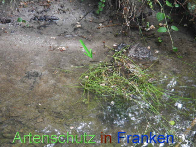 © Artenschutz in Franken® Bild zum Eintrag (1087413-160)