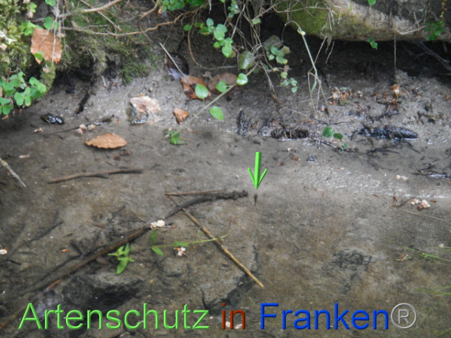 © Artenschutz in Franken® Bild zum Eintrag (1087415-160)