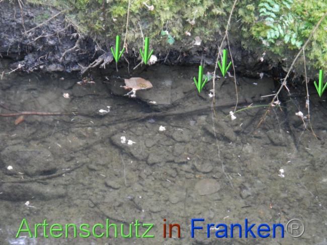 © Artenschutz in Franken® Bild zum Eintrag (1087419-160)