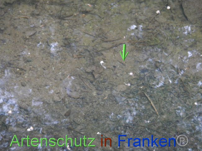 © Artenschutz in Franken® Bild zum Eintrag (1087420-160)