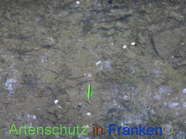 © Artenschutz in Franken® Bild zum Eintrag (1087422-160)