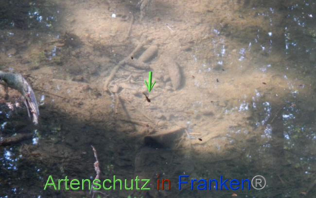 © Artenschutz in Franken® Bild zum Eintrag (1087423-160)