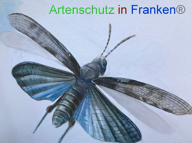 © Artenschutz in Franken® Bild zum Eintrag (1087486-160)