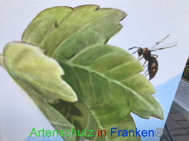 © Artenschutz in Franken® Bild zum Eintrag (1087491-160)