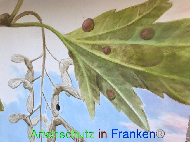 © Artenschutz in Franken® Bild zum Eintrag (1087492-160)