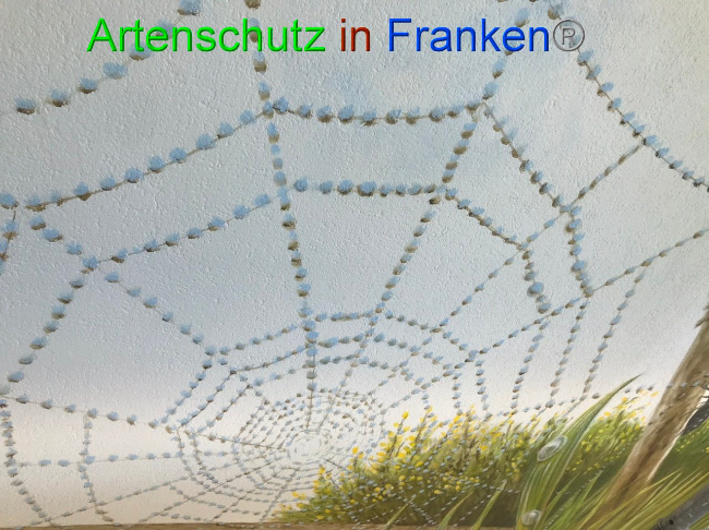 © Artenschutz in Franken® Bild zum Eintrag (1087562-160)