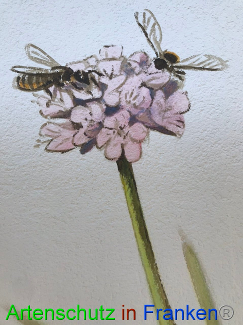 © Artenschutz in Franken® Bild zum Eintrag (1087565-160)