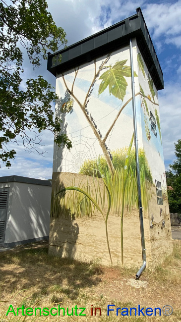 © Artenschutz in Franken® Bild zum Eintrag (1087684-160)