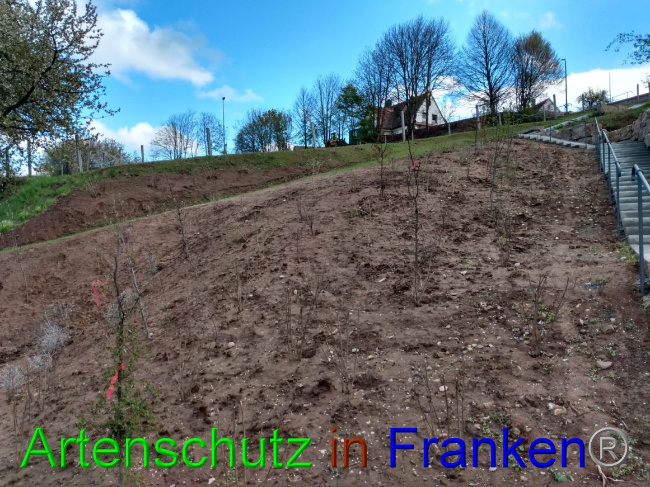 © Artenschutz in Franken® Bild zum Eintrag (1087750-160)