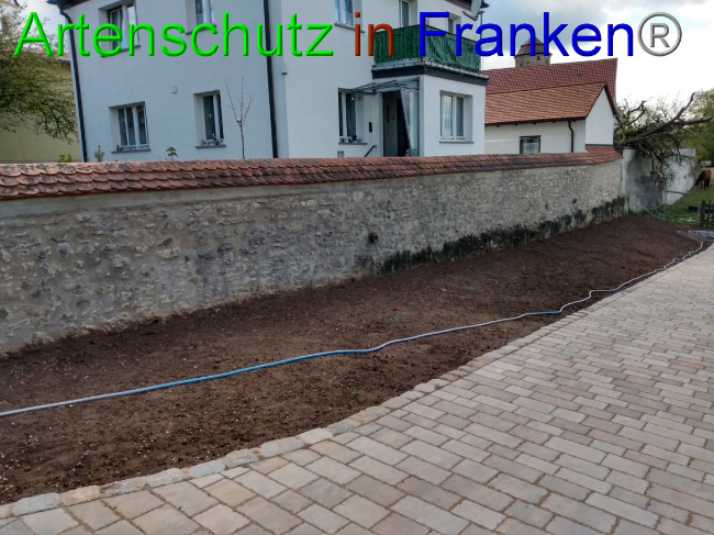 © Artenschutz in Franken® Bild zum Eintrag (1087753-160)