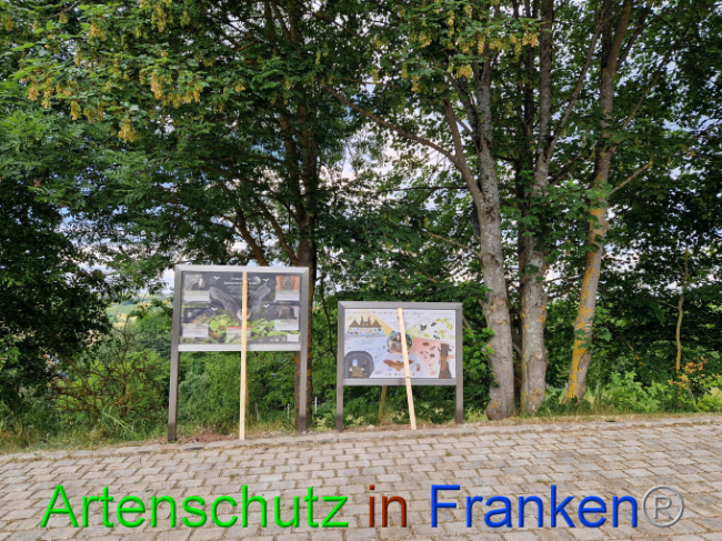 © Artenschutz in Franken® Bild zum Eintrag (1087777-160)