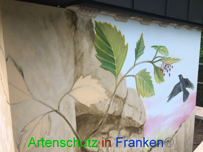 © Artenschutz in Franken® Bild zum Eintrag (1087833-160)