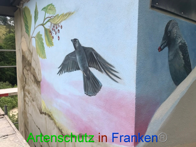 © Artenschutz in Franken® Bild zum Eintrag (1087834-160)