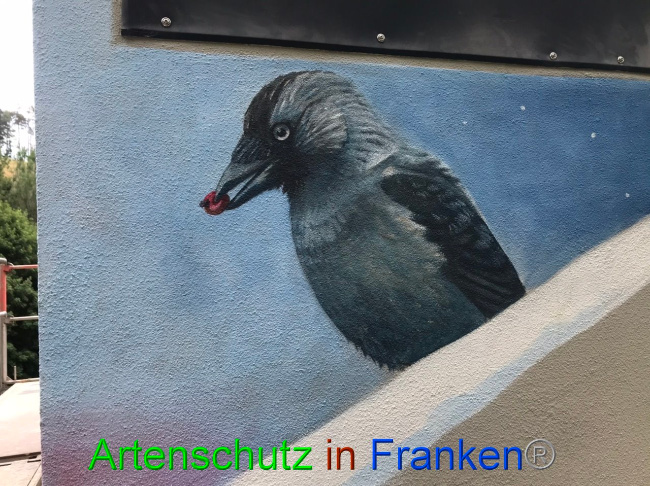 © Artenschutz in Franken® Bild zum Eintrag (1087836-160)