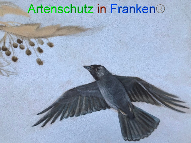 © Artenschutz in Franken® Bild zum Eintrag (1087838-160)