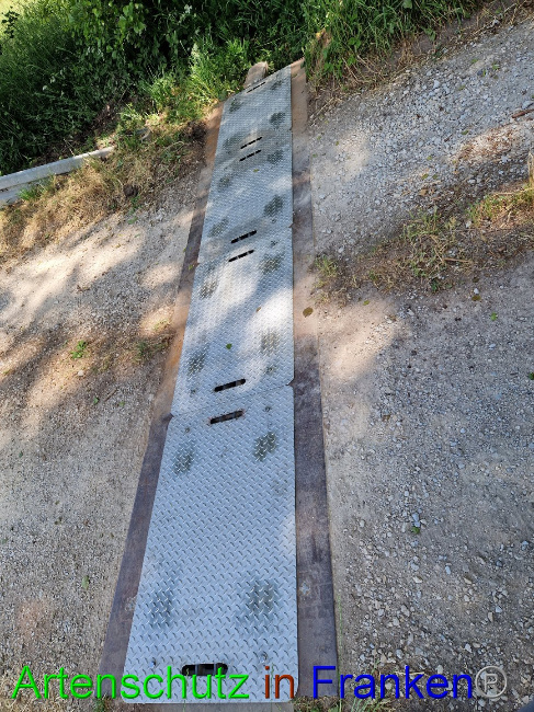 © Artenschutz in Franken® Bild zum Eintrag (1087923-160)